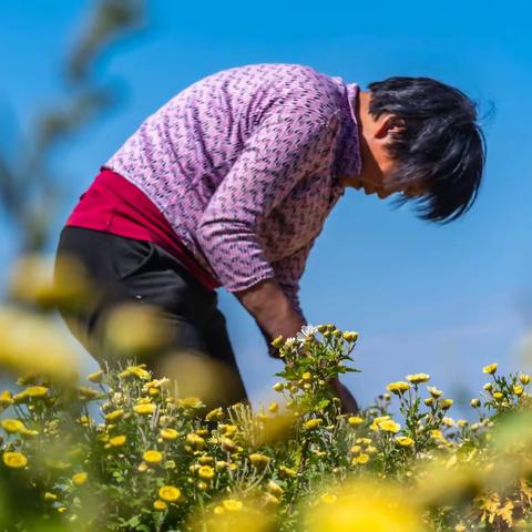 采菊花