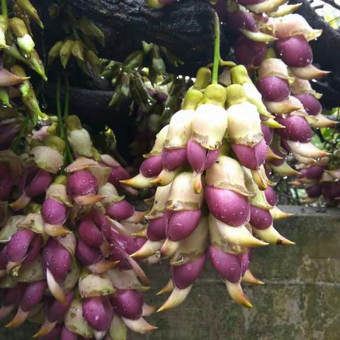 春雨绵绵，花正艳