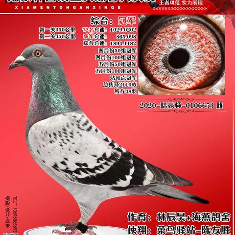 厦门市集美区信鸽协会2021年夏季西线陆豪杯三关综合大奖赛