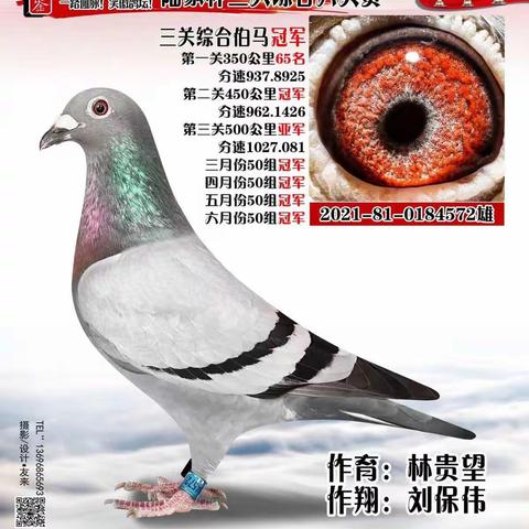 厦门市集美区信鸽协会2022年夏季西线陆豪杯三关综合大奖赛