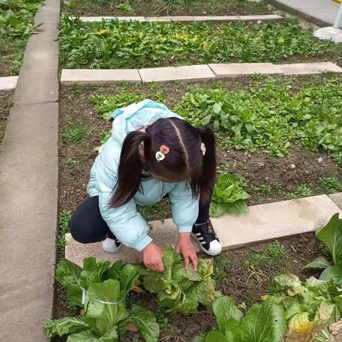 “我的元宵，我做主”——大三班庆元宵活动