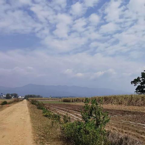 陇川千年古榕黄果树2023.4.5