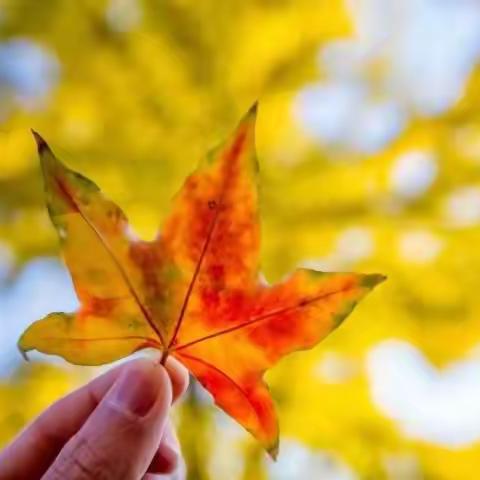 人到中年恰如秋