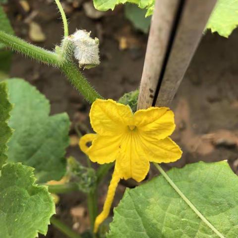 小三班之我和黄瓜有个约会