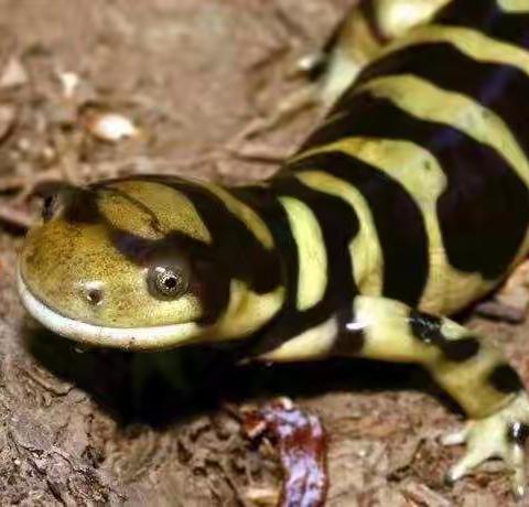 林间倒木下--可爱的小蝾螈