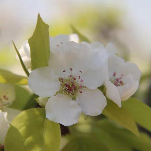 凤泉樱花谷游玩