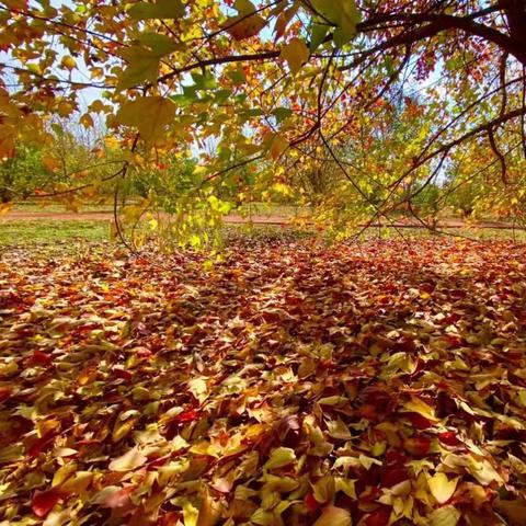 秋深，冬浅，缱婘流年