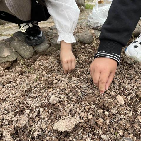 大一班的向日葵🌻
