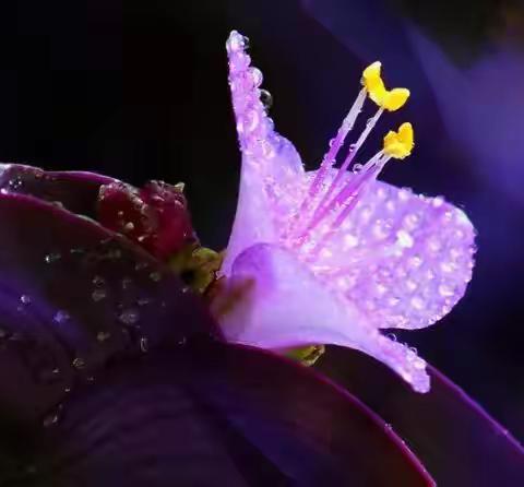 分享*紫竹梅【紫叶鸭跖草】