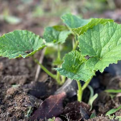 “一分耕耘，一分收获”覃坑小学分享劳动实践课教育片