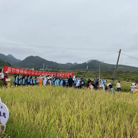 劳动励心智，实践促成长——断杉镇摆惹小学“劳育阵地”迎来丰收季！