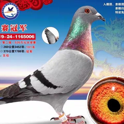 云尊种鸽出售，云南省内包邮
