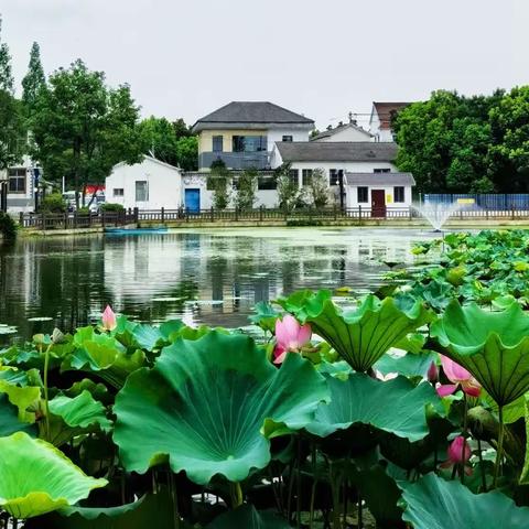 走进香樟园 看那一池荷香