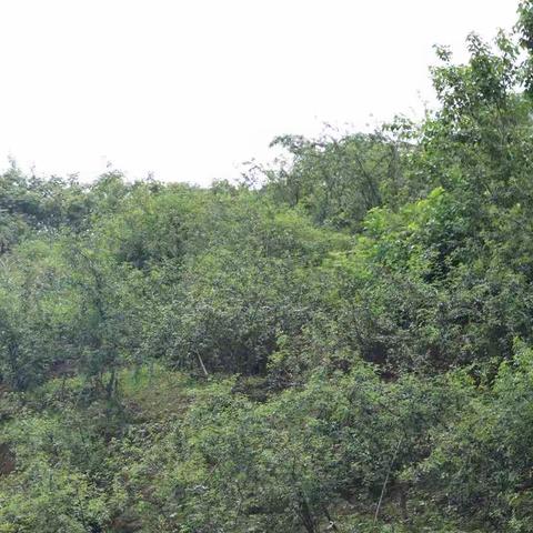 玉蟾街道：水竹林村青花椒滞销，恳请市民帮忙打通销路（内附视频）