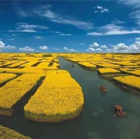 兴化千垛油菜花海、瘦西湖二日游