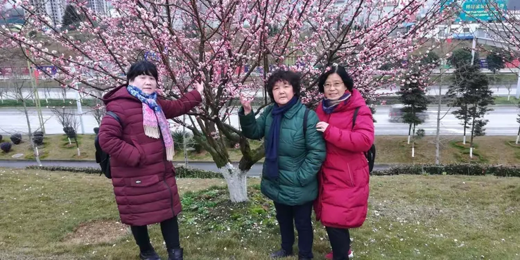 红梅树的价格是多少