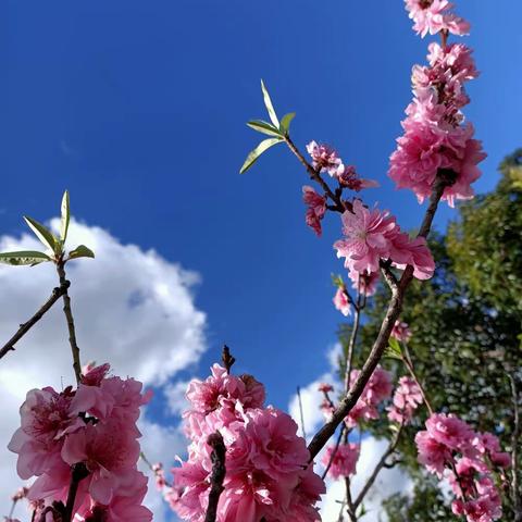 艳丽鲜花俏