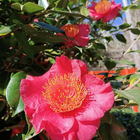 嫣红茶花俏