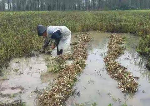 种地不易，旱涝难料，农民的收益该如何保证，难道只能靠老天爷？