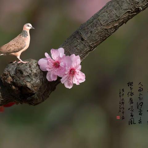《春晓》四月暖春百花开