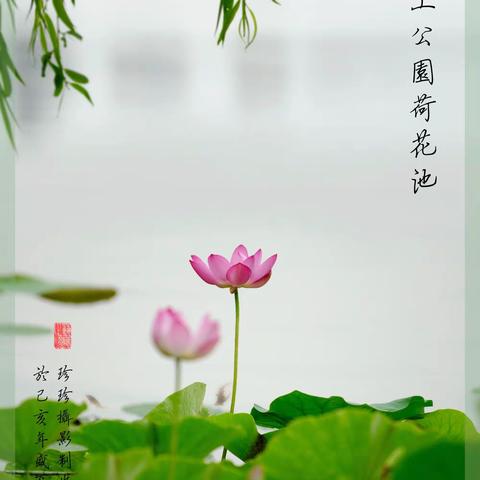 盛夏荷花季