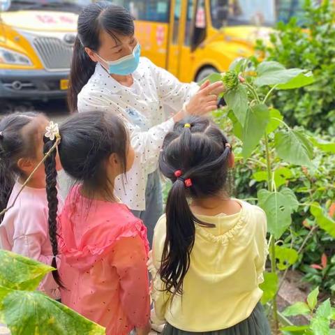 “静待花开，收获成长”苗苗六班植物乐园