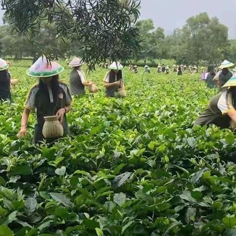 采春茶、制春茶、选春茶、品春茶。不一样的旅游体验