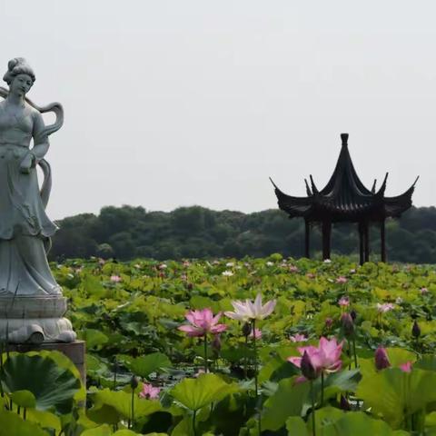 城市的风景（四十三）—— 双泾荷塘