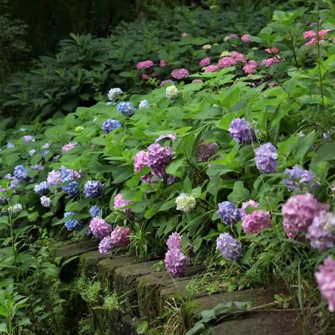 满园花开绣球花