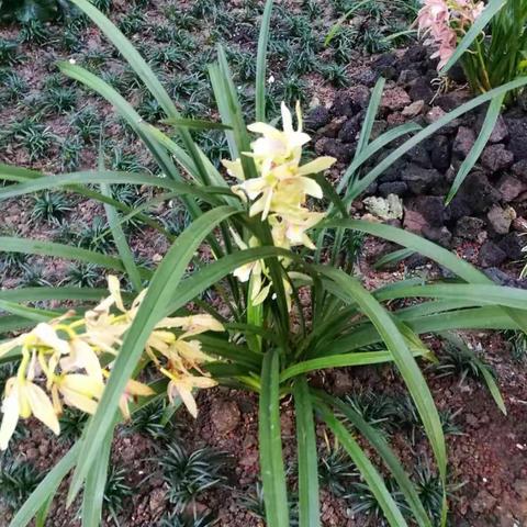 岁月留痕（四）2019-  （以时间先后为序）