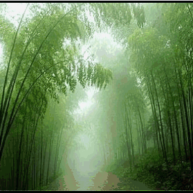雨中