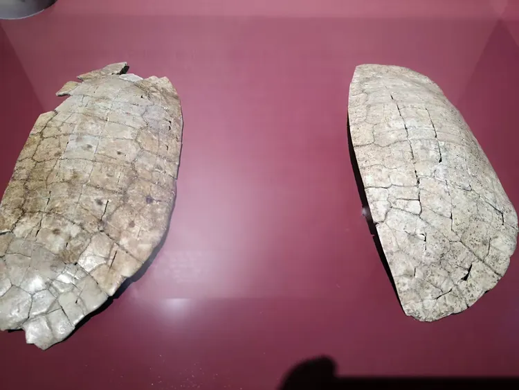 一片甲骨惊天下