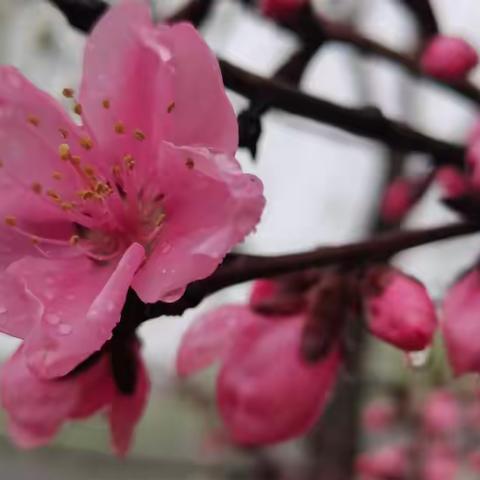 三月桃花雨