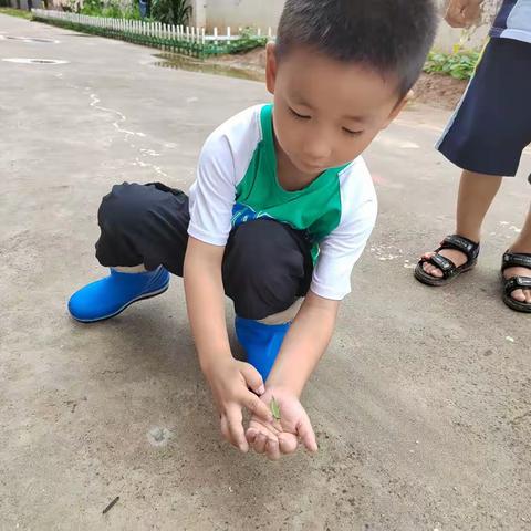 前孙镇商庄小学附属幼儿园中班课程故事—你好！小蚱蜢！