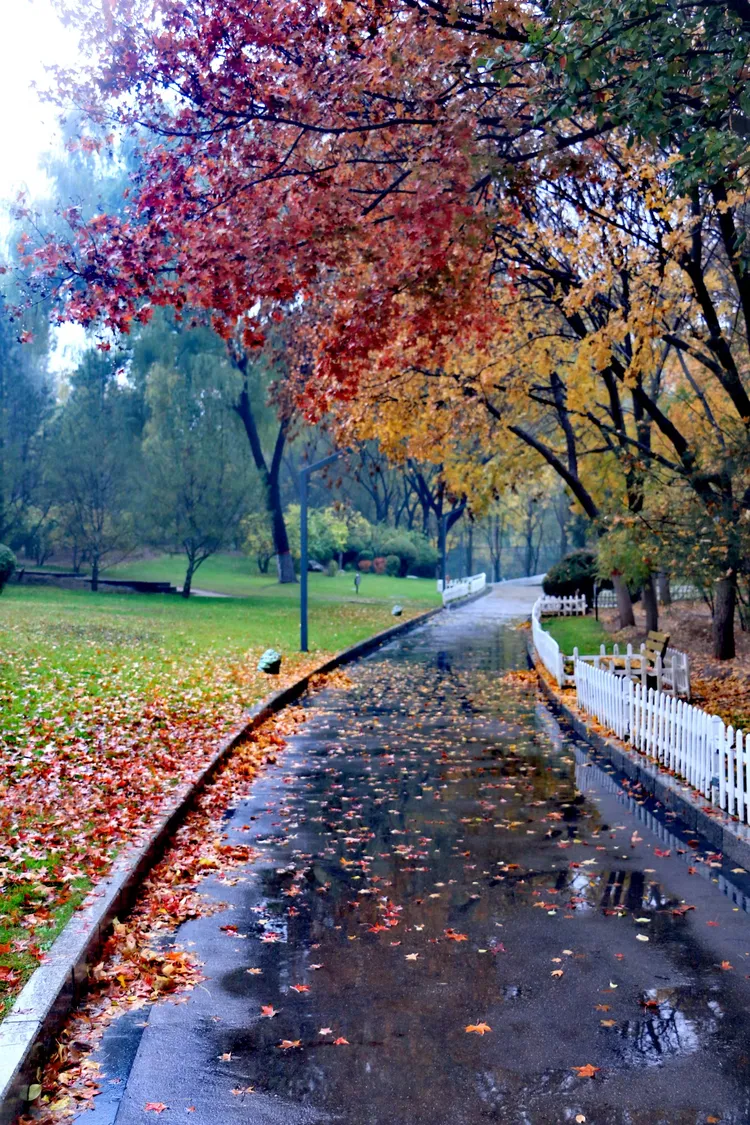 《秋雨.落叶》