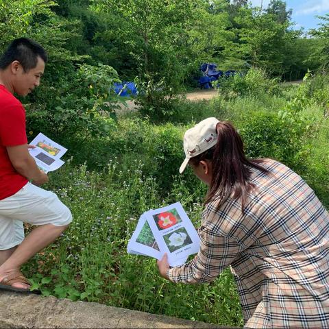 东山镇开展非法种植毒品原植物排查