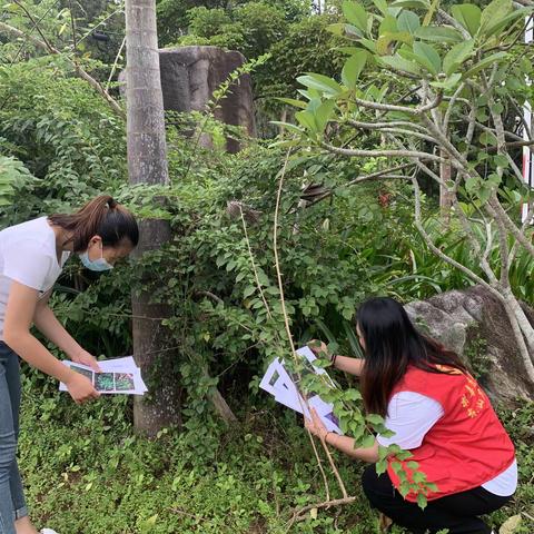 东山镇东城村委会开展非法种植制毒原植物踏查铲除专项行动