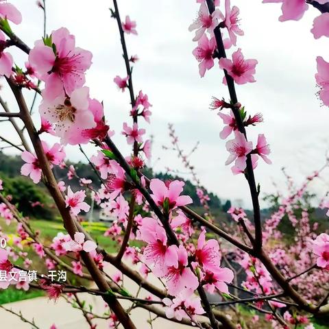 三月又见桃花开