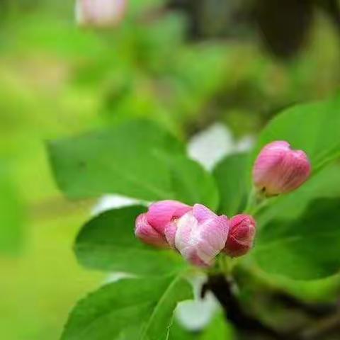 团队合作同努力，网络教研不懈怠