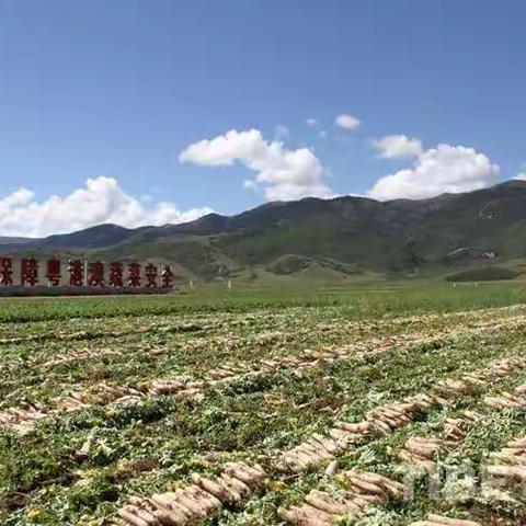 远山的呼唤——理塘格聂景区