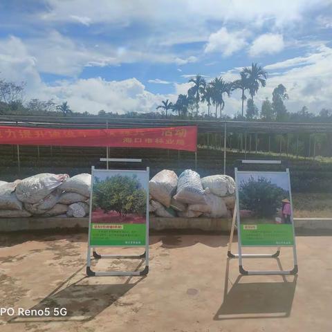 市林业局组织开展油茶产业培训