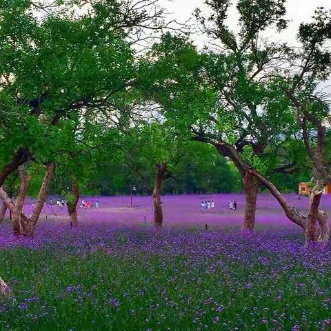 一别倾城不负陌上花开