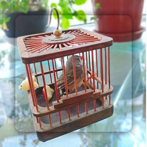 路边的小鸟不要捡(原创)