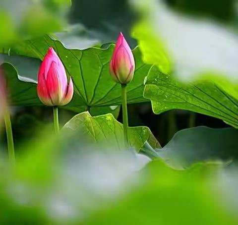 小荷文集（三）