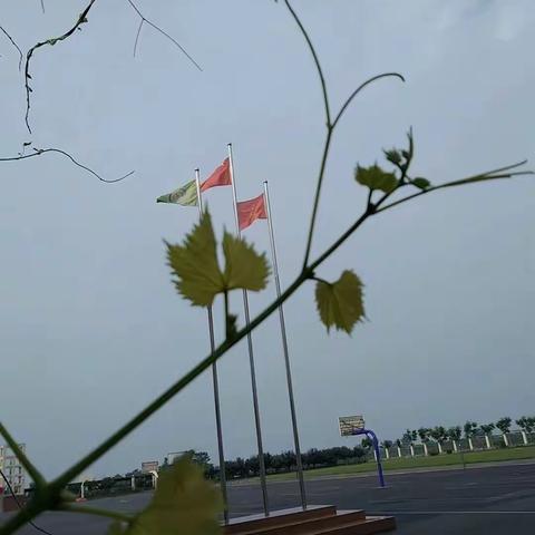 “禹”你一起 “疫”路同行——褚河第三中心小学线上教学工作纪实