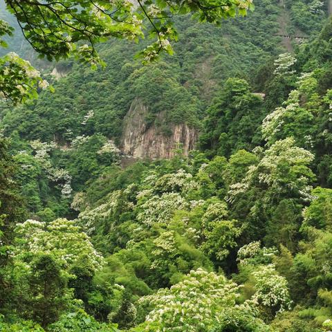 山野里面的桐花盛宴