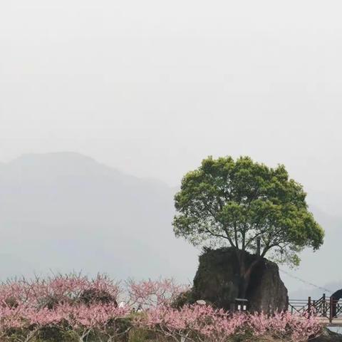 在那桃花盛开的地方，白石山顶--2022.3.27