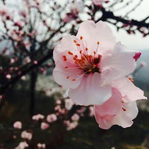 春日寻芳杏花林