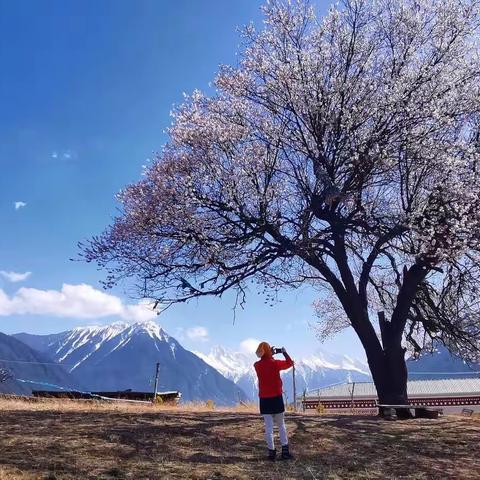 醉美春天林芝看桃花（下）