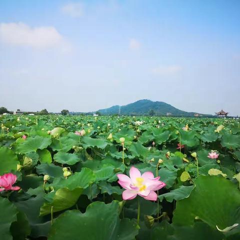 盛夏“寻”莲花坞